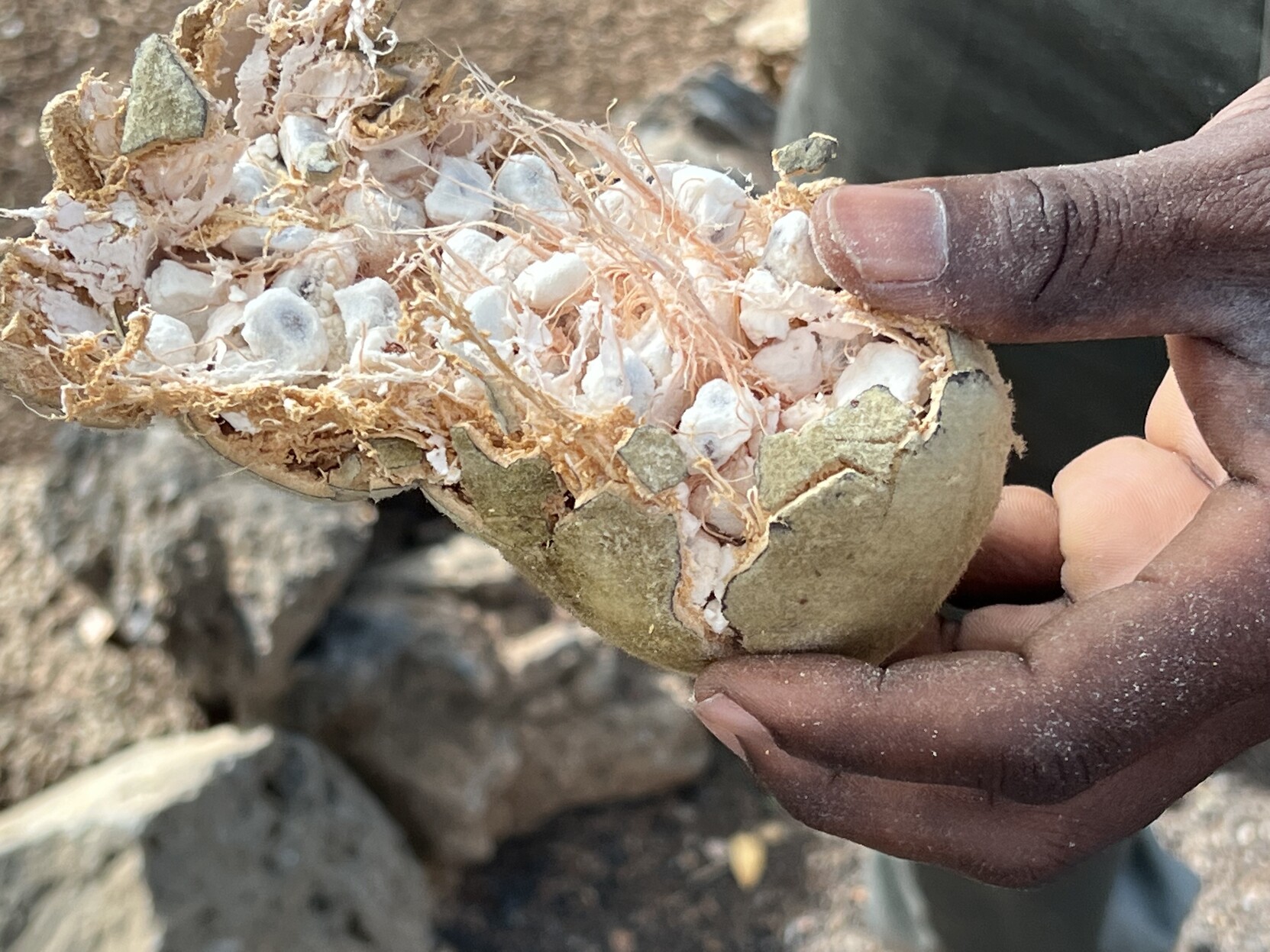 Offene Baobab Baum Frucht. Zu sehen sind viele weisse, knapp einen Zentimeter große Fruchtstücke und Fasern. 