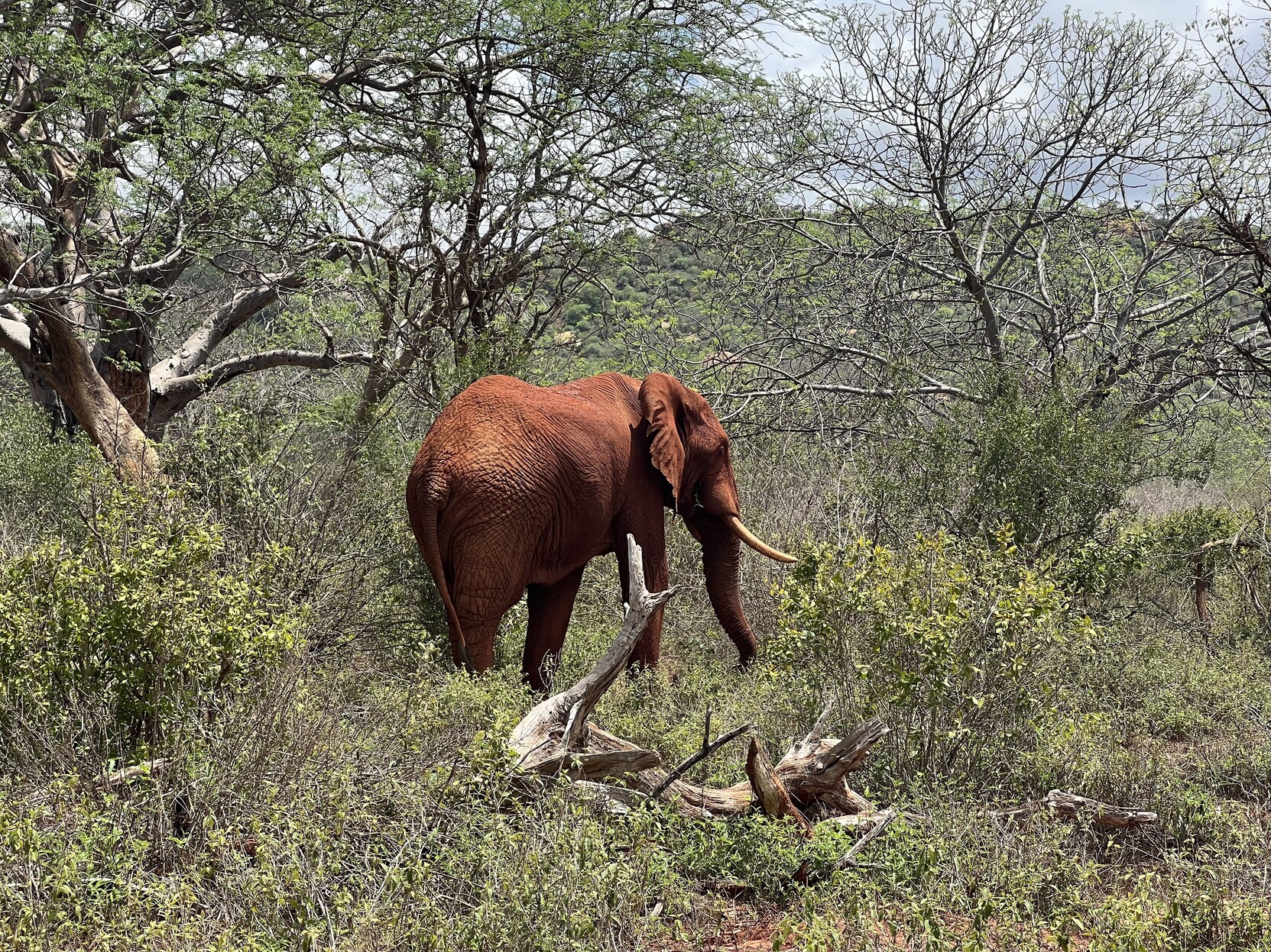 Von Erde rotgefärbter Elefant. Rundherum Gebüsch und Bäume. Am Horizont sind teilweise Hügel zu sehen. 