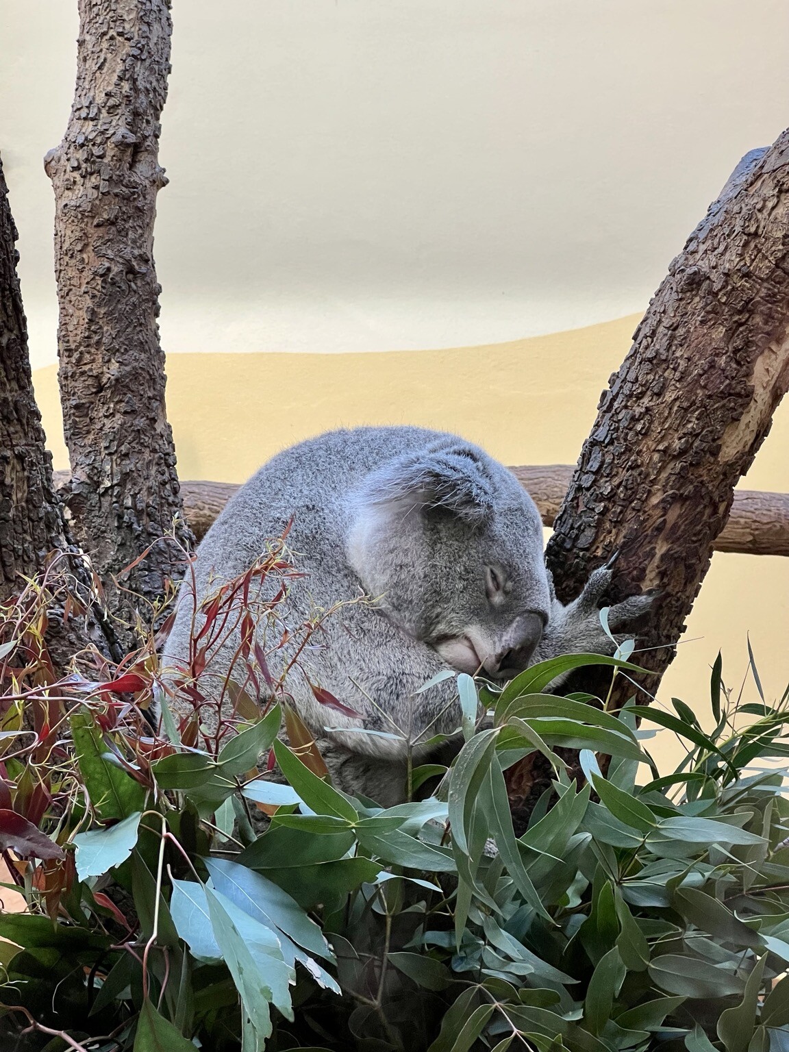 Schlafender Koala auf einem Baum, in einem Raum