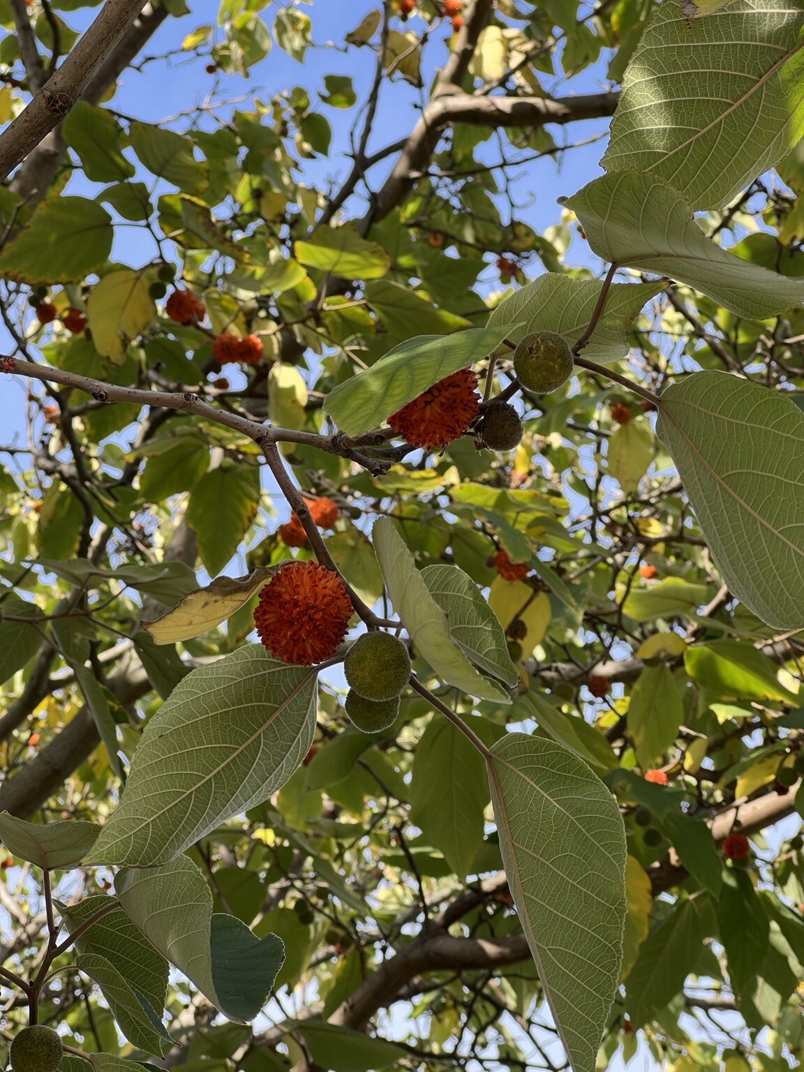 Kugelförmige rote „Blüten“ am Baum