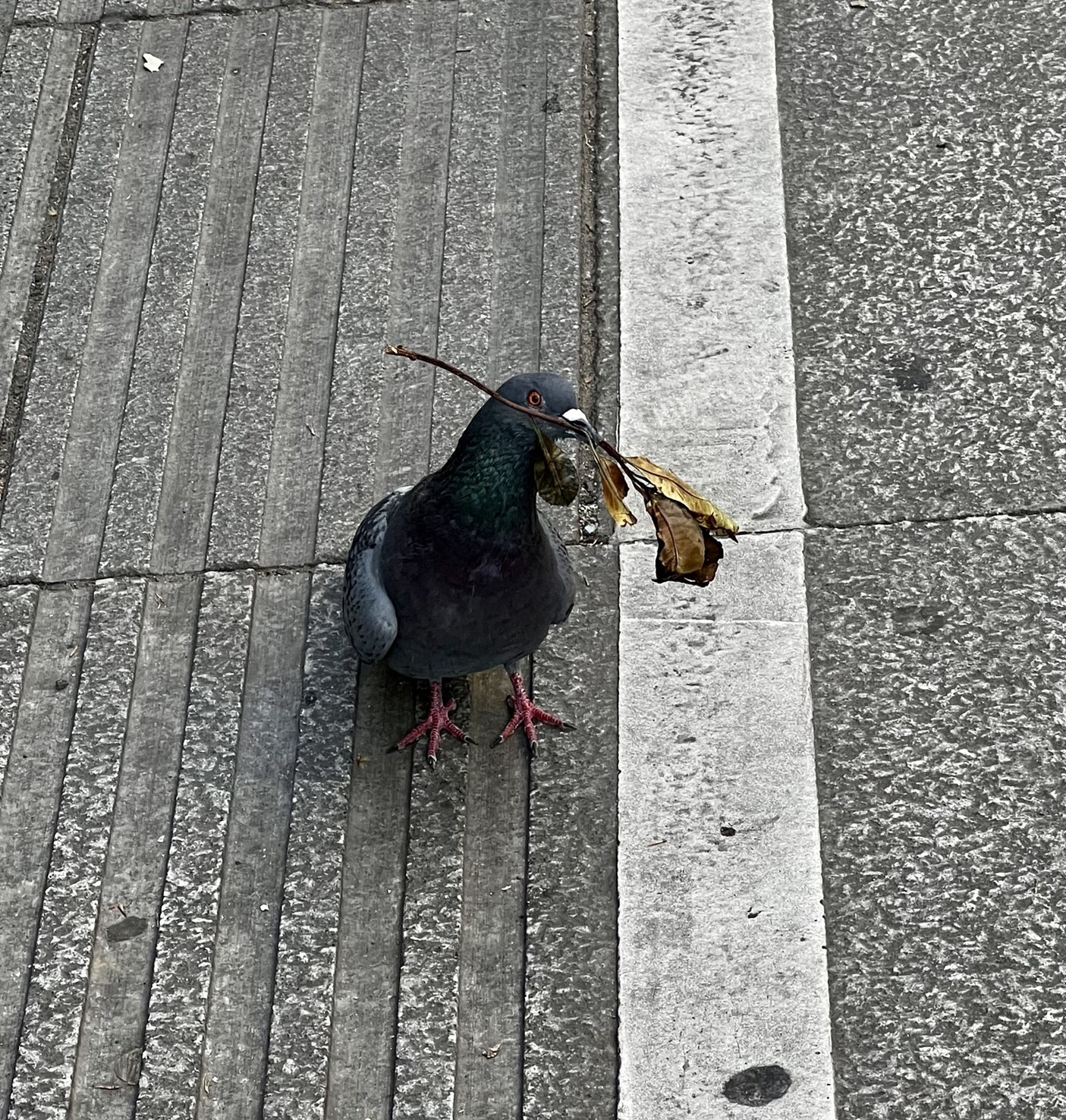 Graue Taube mit Zweig im Schnabel. Dieser trägt dürre Blätter. Die Taube steht auf Asphalt.