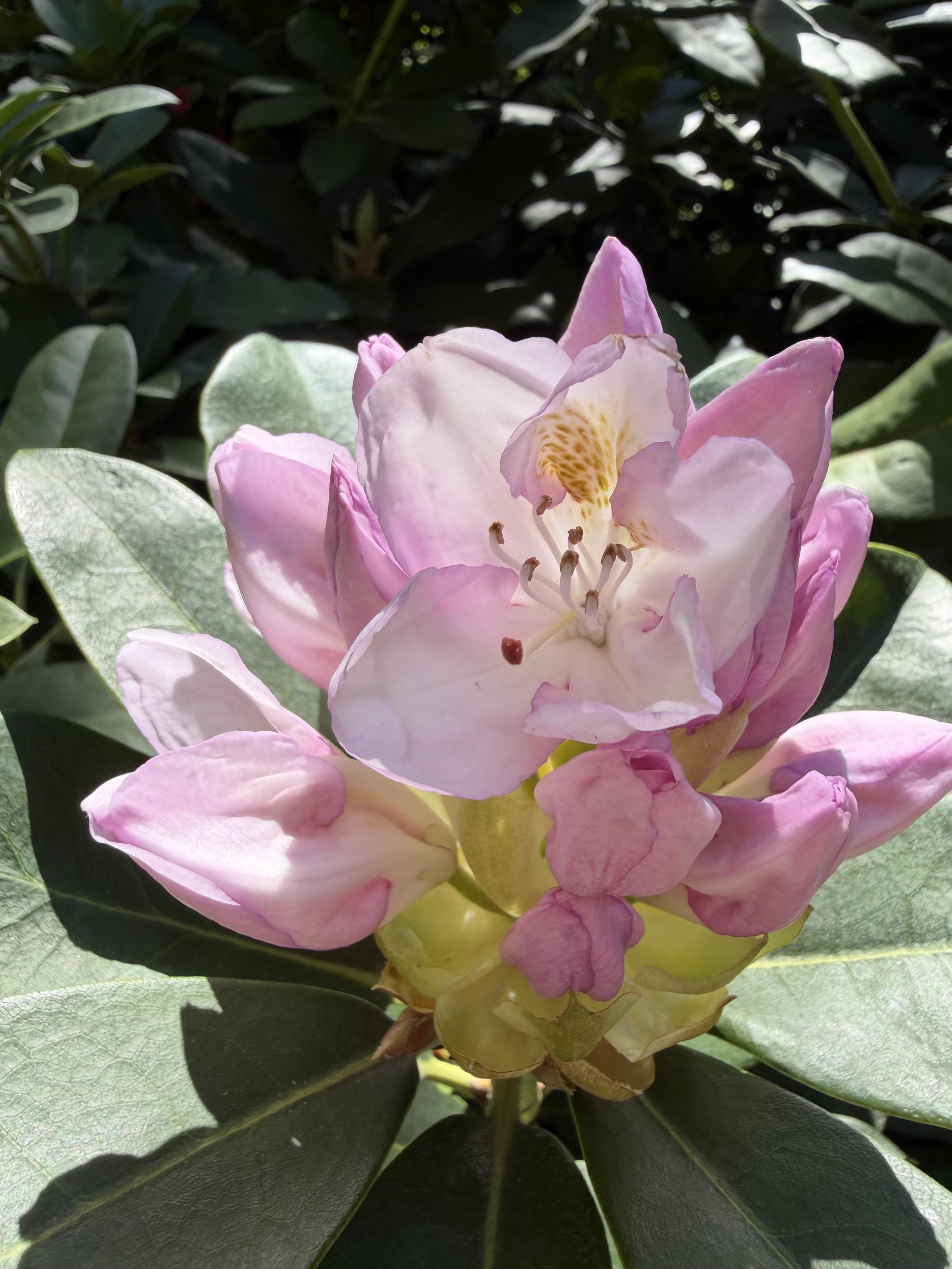 Nahaufnahme einer weiß-rosa gefärbten Rhododendron Blüte