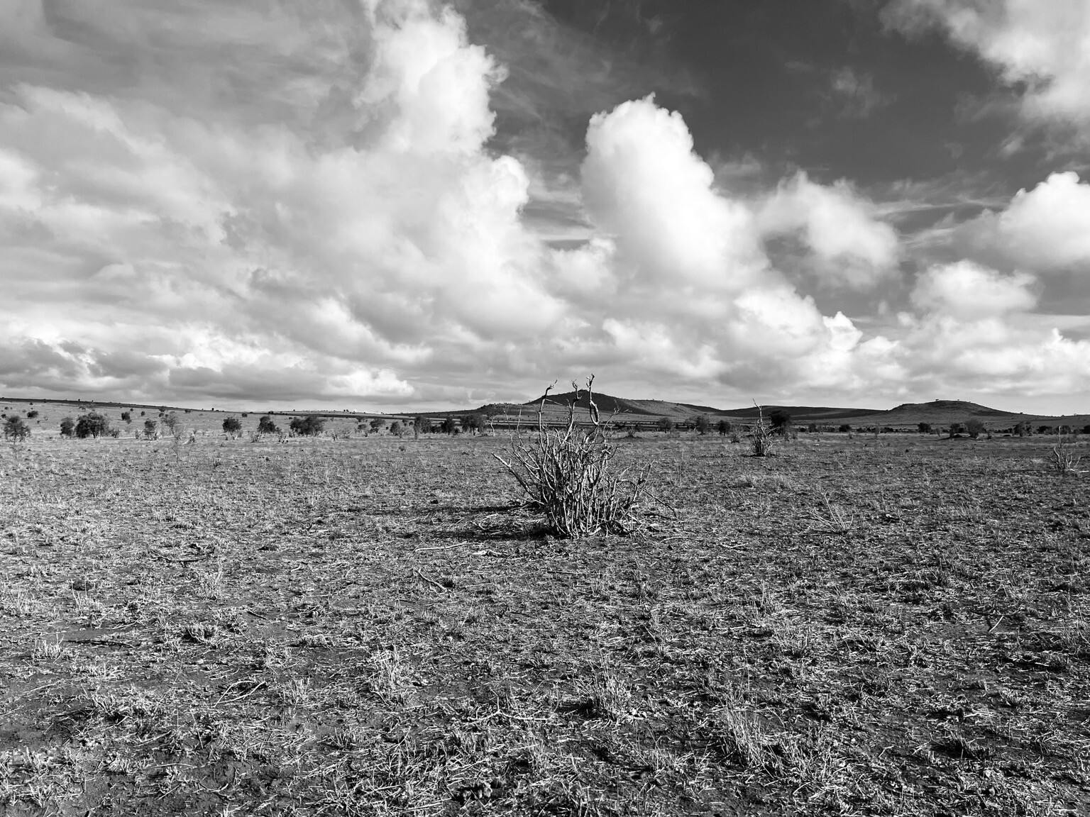 Savanne. In der Bildmitte ein leerer Strauch. Weit hinten Berge. Wolken am Himmel. 