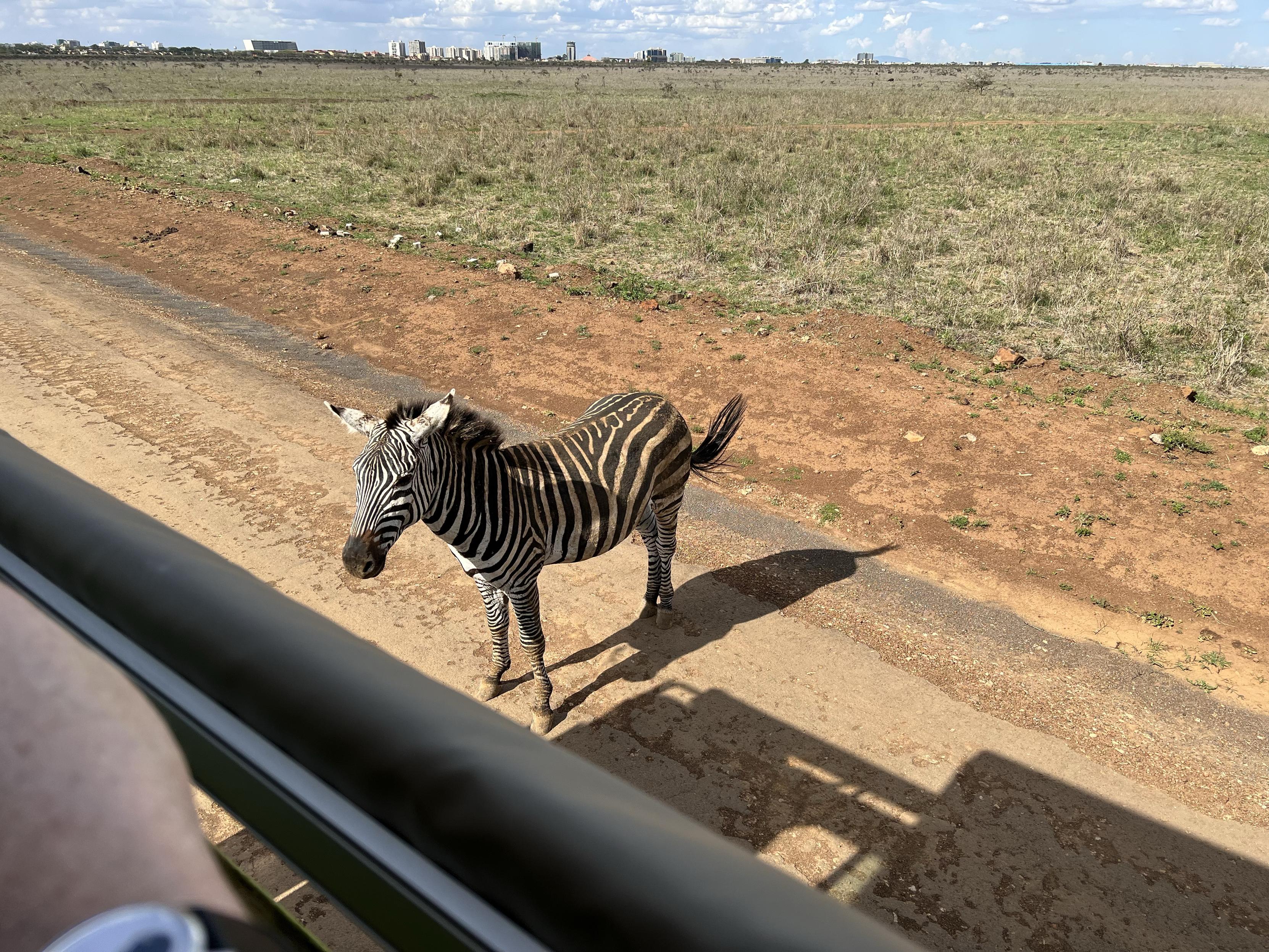 Draufsicht auf ein Zebra von einem Auto aus geschossen.