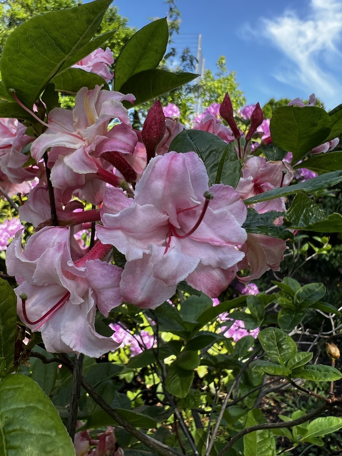 Blick in große Blüten