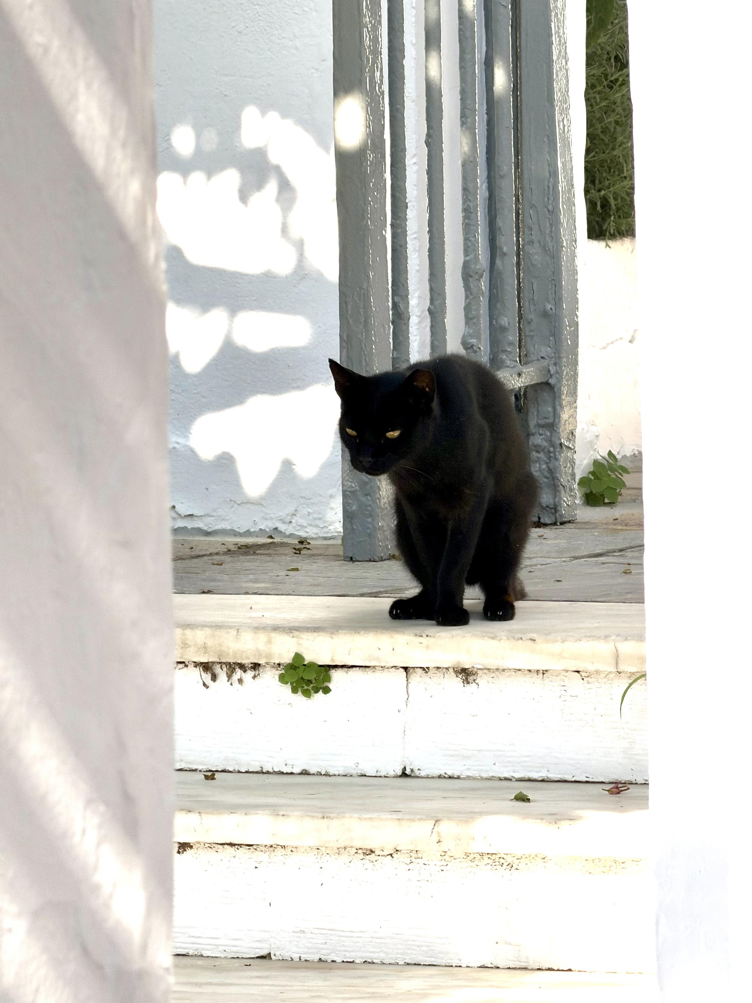 Schwarze Katze sitzt auf weißen Stufen mit grimmigen Blick und mit Buckel.