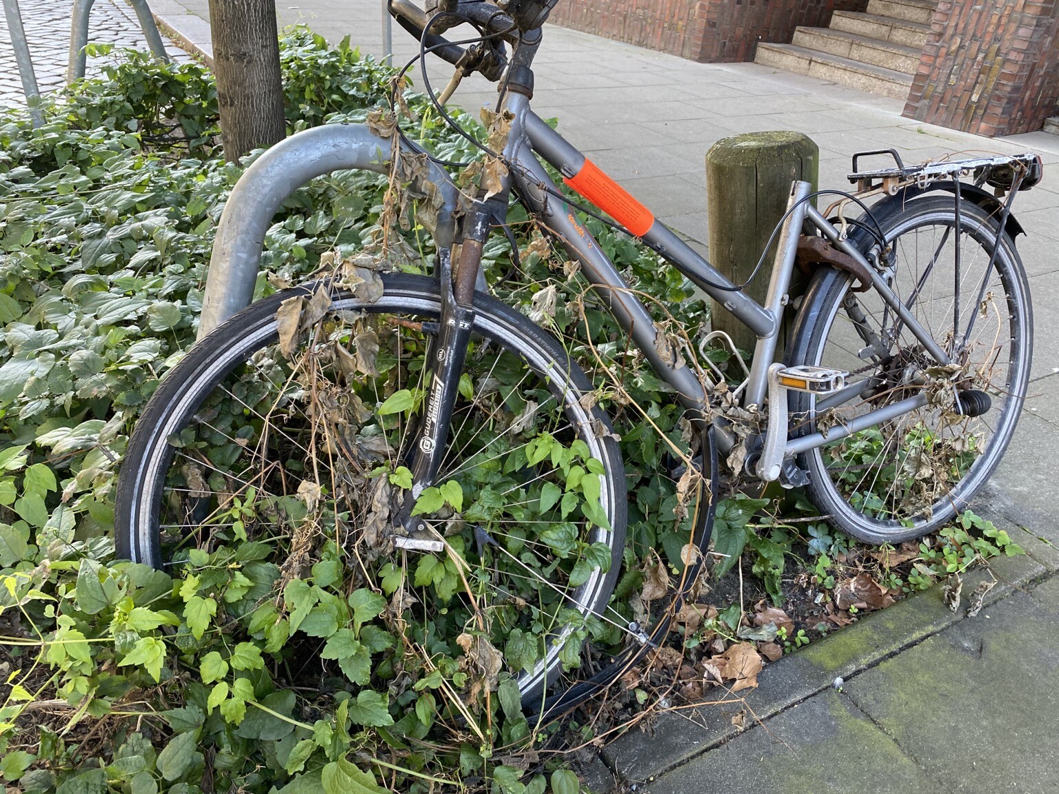 Abgestelltes Fahrrad. Mit Ranken verwachsen