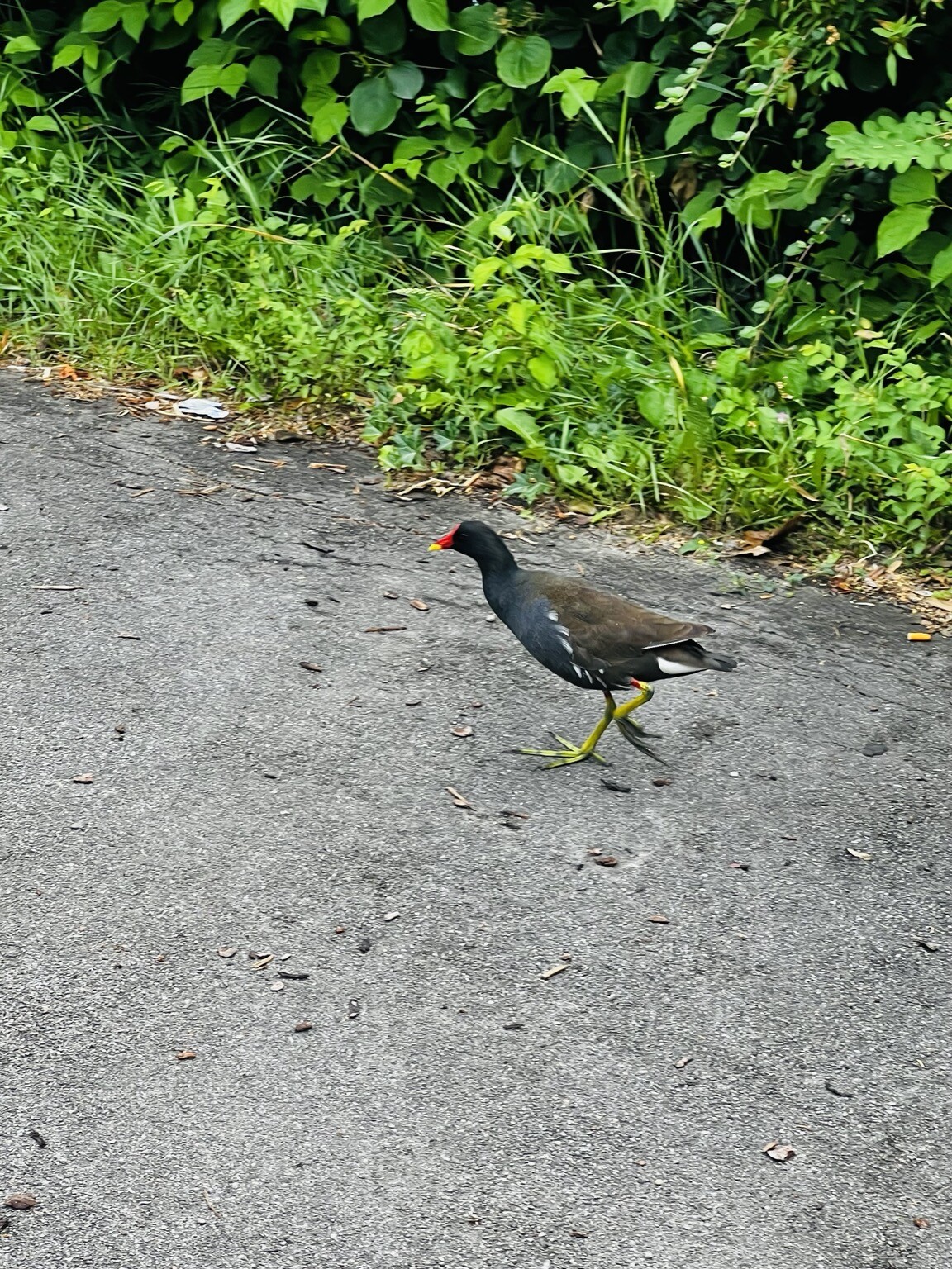 Unbekannter Vogel am Asphalt gehend. Er hat ungewöhnlich lange Füße.