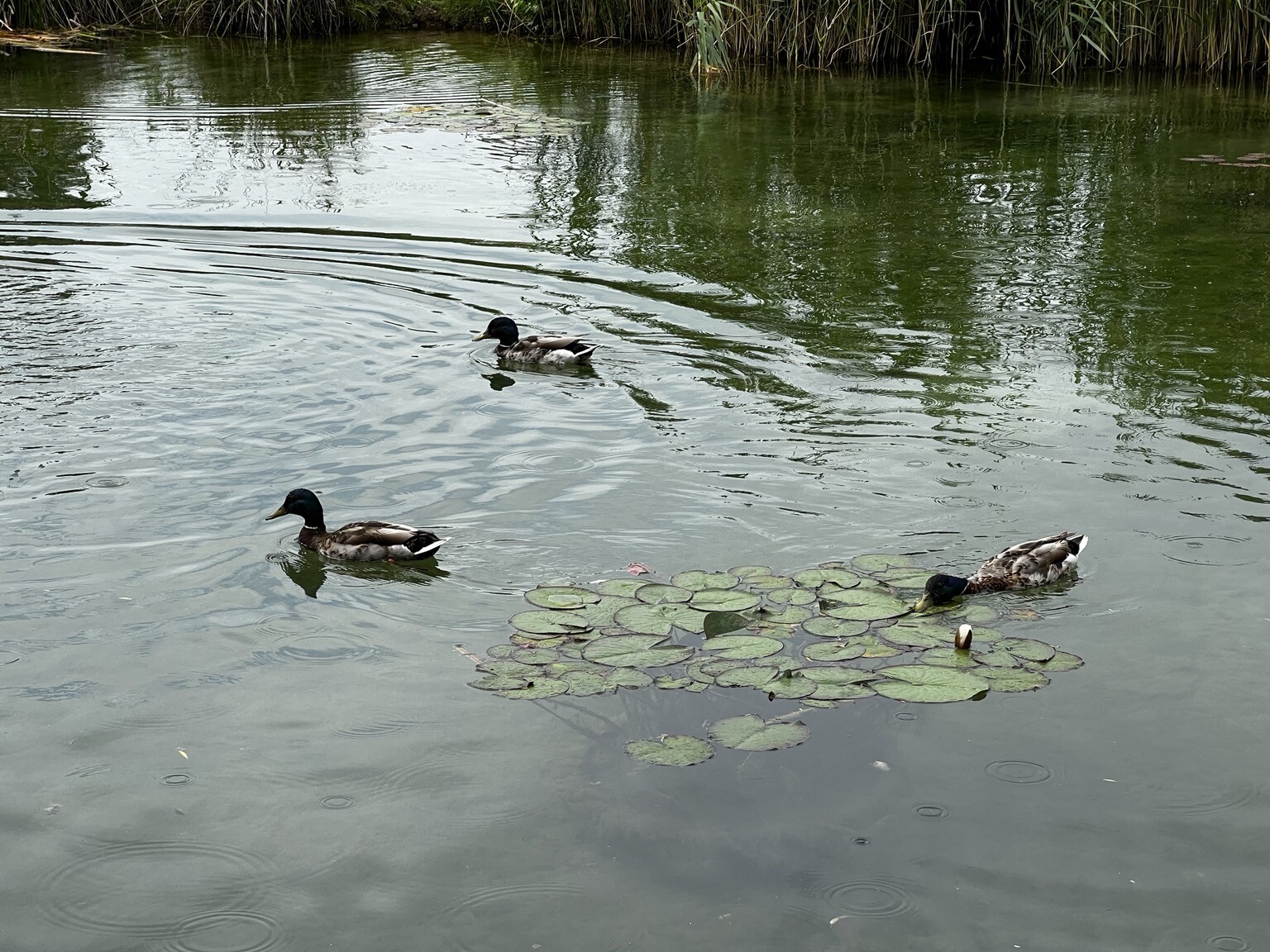 Drei Enten. Eine schiebt ihren Schnabel unter Seerosenblätter