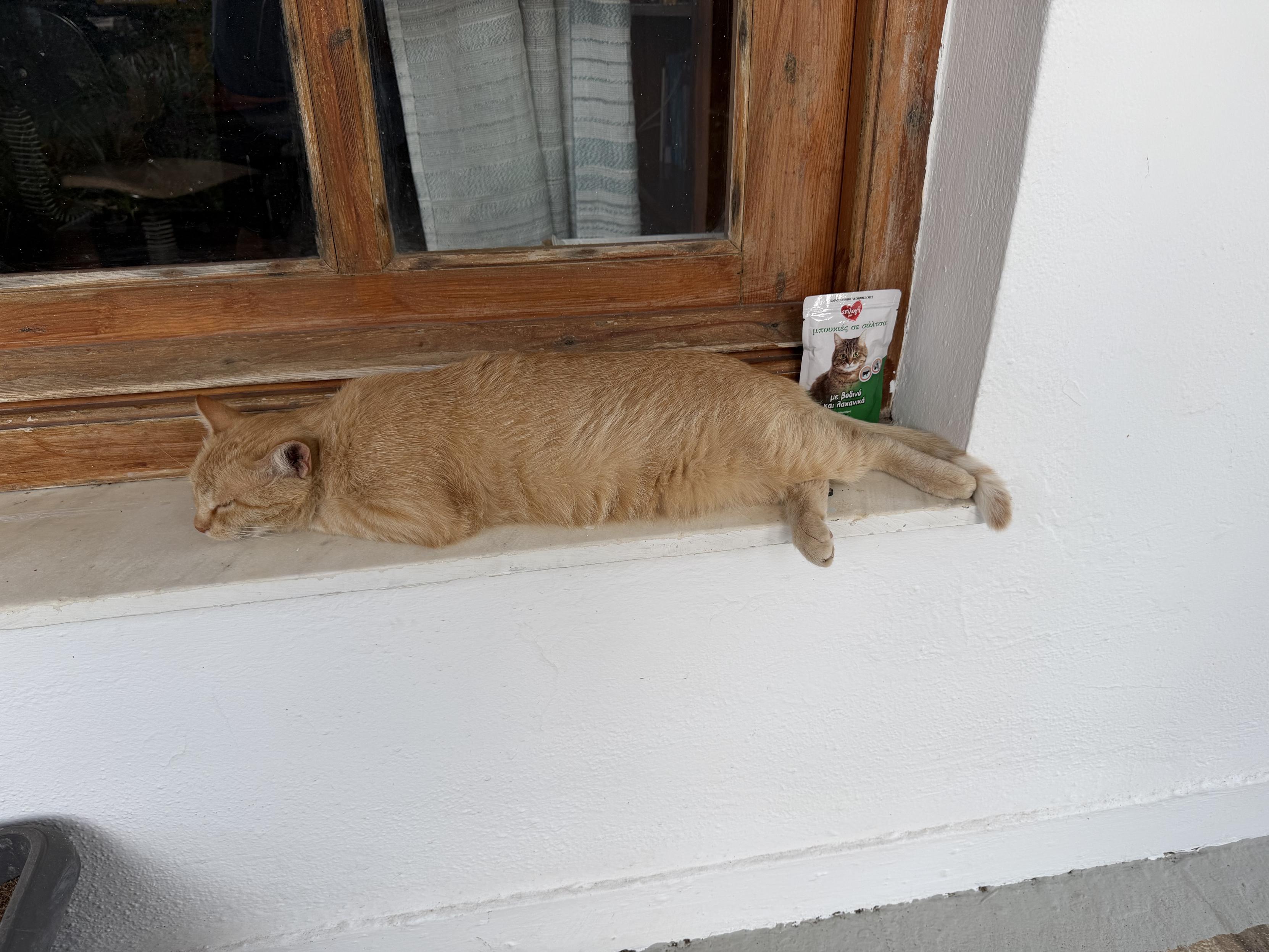 Katze liegt entspannt auf dem Fensterbrett im Schatten. Hinter ihr steht Aufrecht eine Packung Katzenfutter