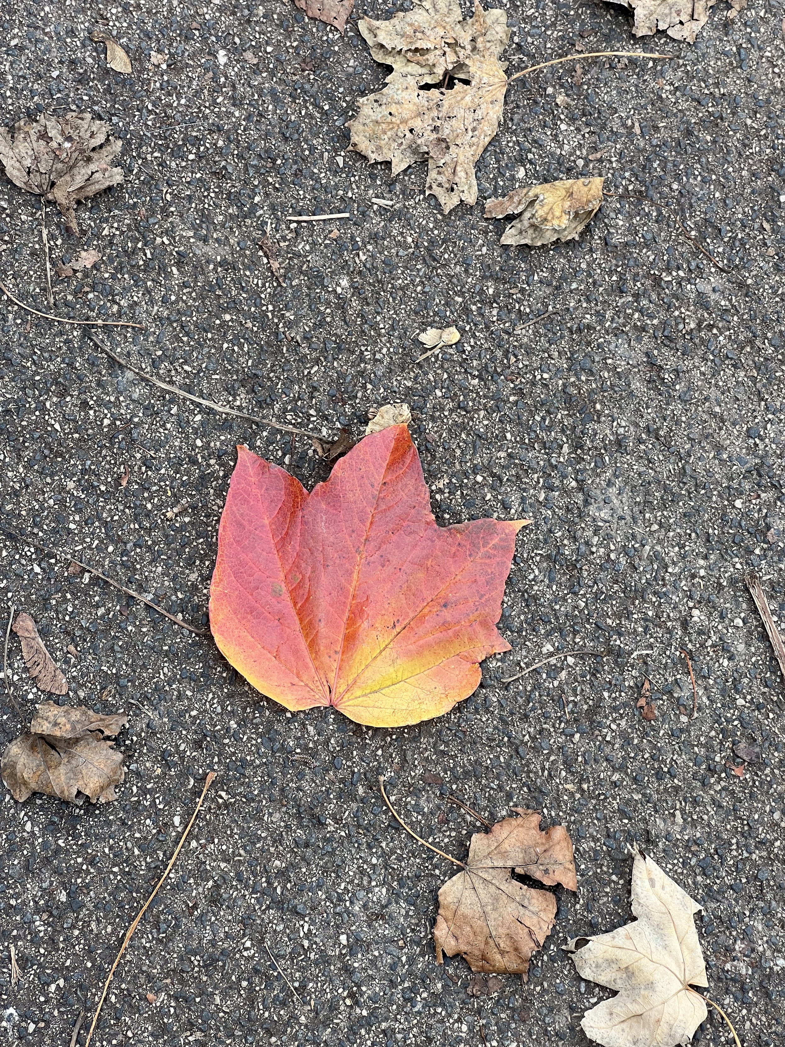 Das Bild zeigt ein einzelnes, leuchtend rot-gelbes Blatt, das inmitten von grauem Asphalt und anderen, eher blassen Herbstblättern liegt. Das auffällige Blatt sticht hervor durch seine lebendigen Farben und die klare, unbeschädigte Form, die einen schönen Kontrast zu seiner Umgebung bildet.
