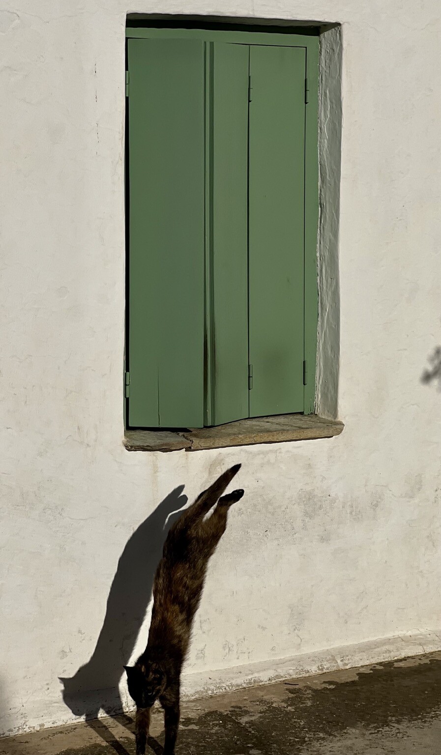 Katze im Sprung von Fenster