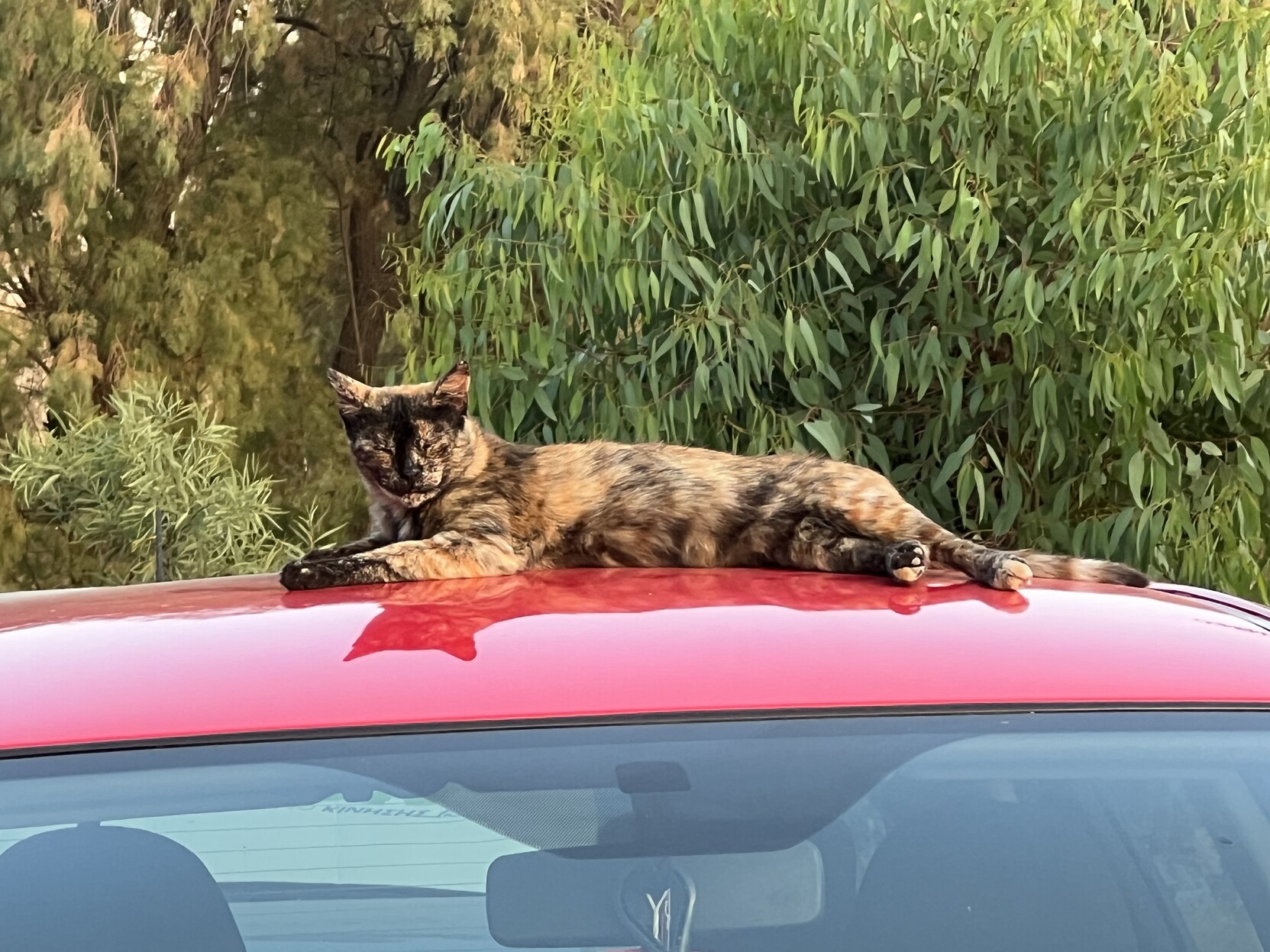 Katze liegt ausgestreckt auf Autodach. 