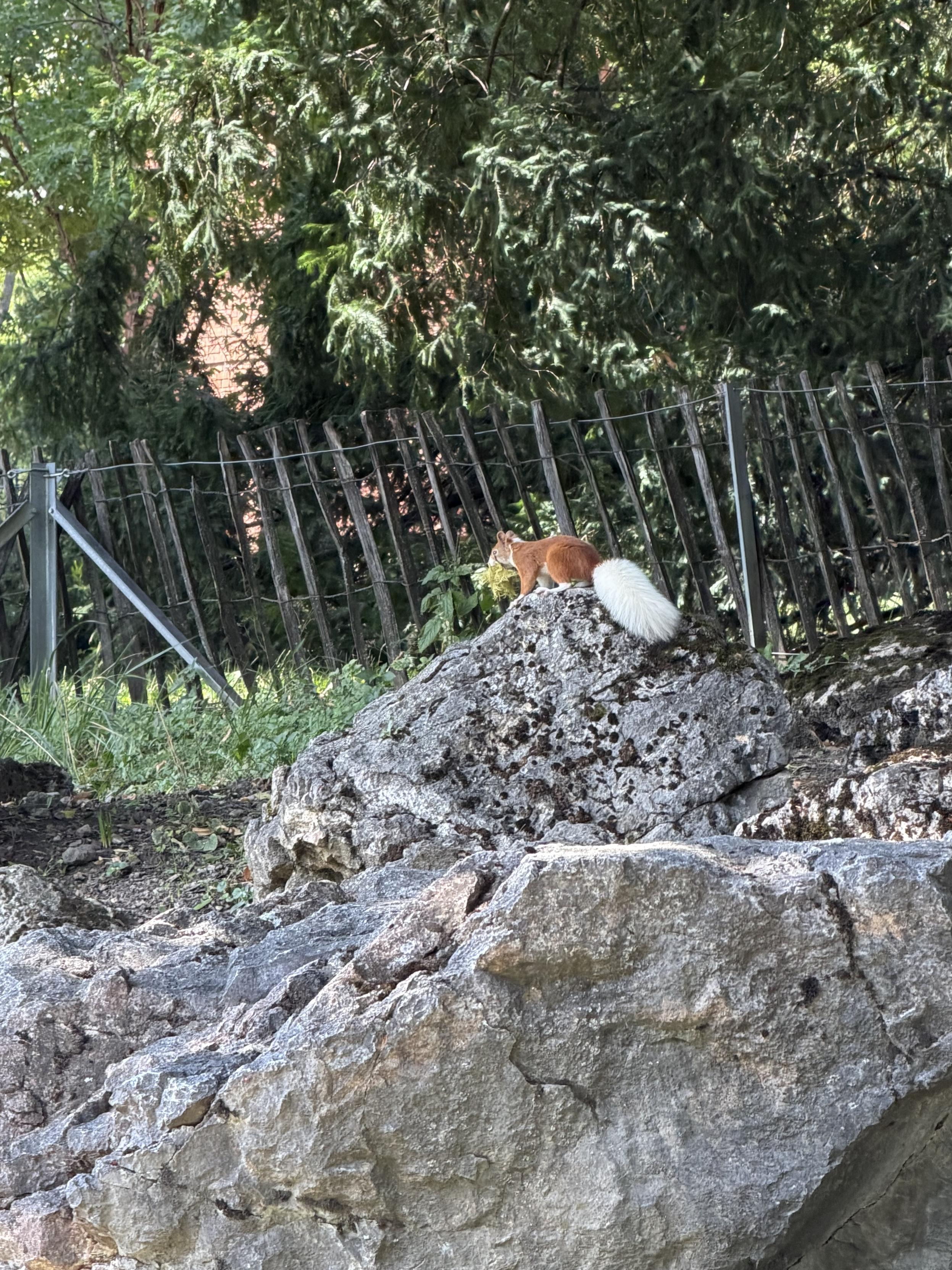 Ein Eichhörnchen mit weißem Schwanz sitzt auf einem großen Felsbrocken in einem grünen, bewaldeten Bereich.