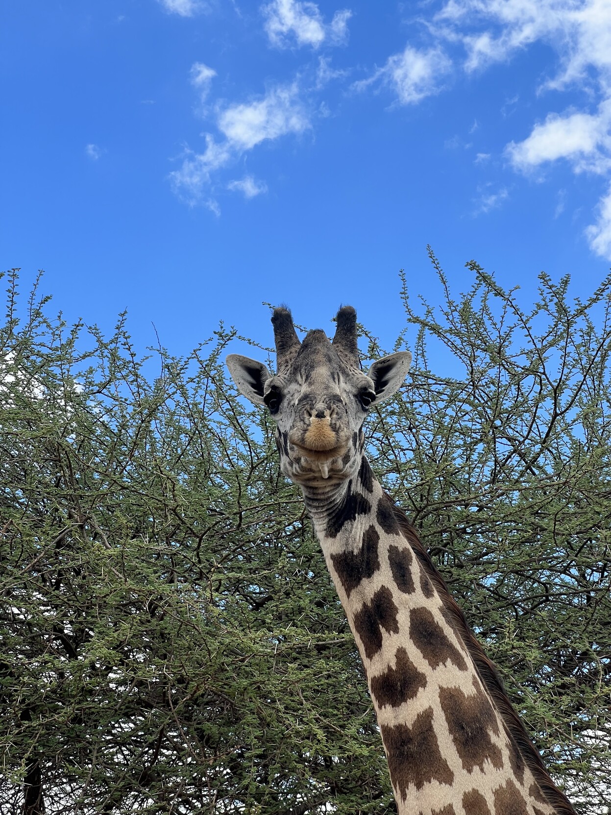 Kopf einer Giraffe, die genau in das Objektiv schaut. Dahinter Buschwerk. 