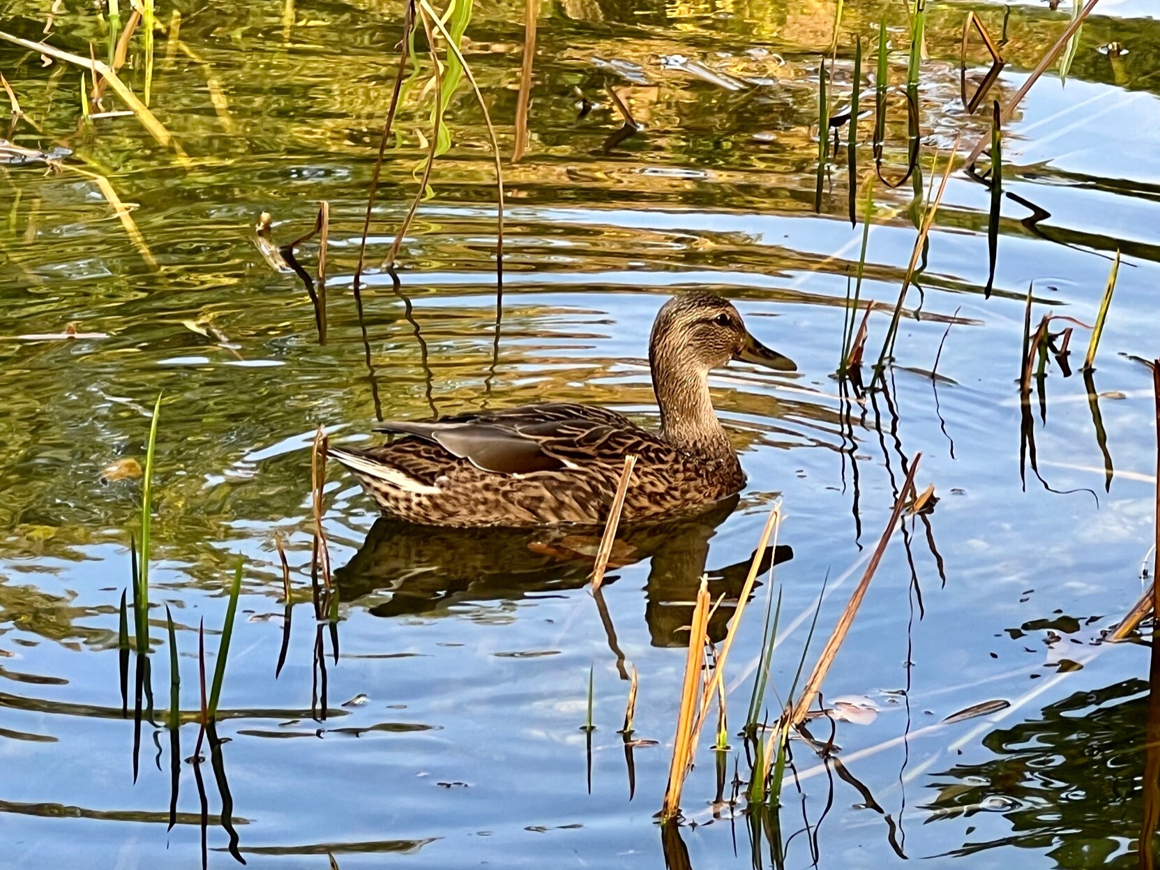 Ente schwimmt in einem Teich inmitten von Seegräsern