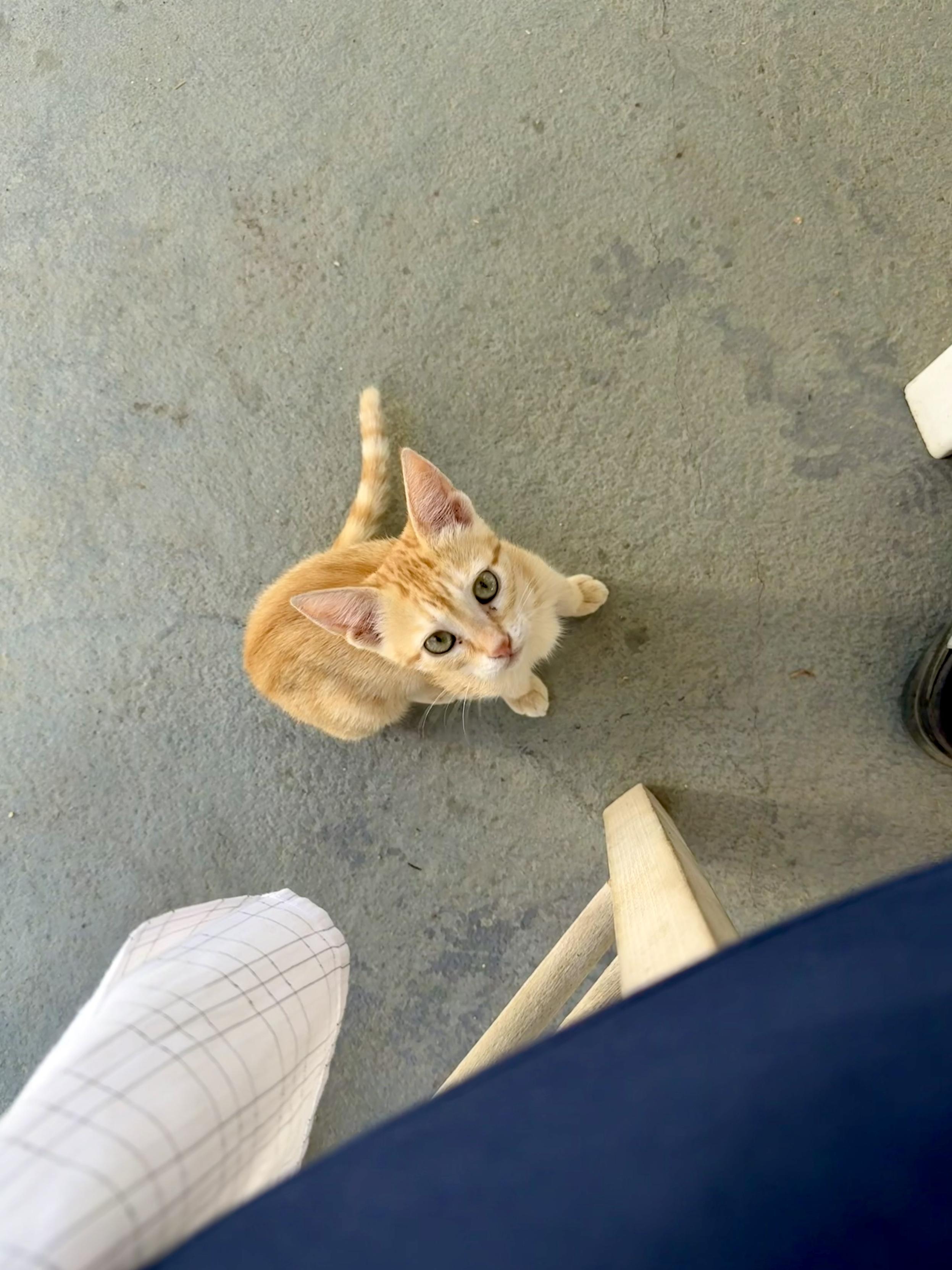 Katzenjunges sitzt auf dem Boden und schaut nach oben, Blick direkt in die Kamera.