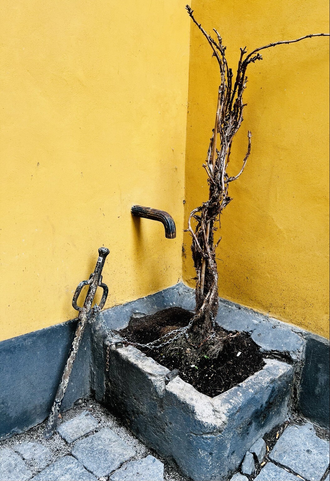 Dorrer Strauch, der aus einem Betonbottich rankt. Dieser steht in Mauerecke. Aus einer Wand ragt ein Wasserhahn. Im Asphalt steckt eine Art Schwert.