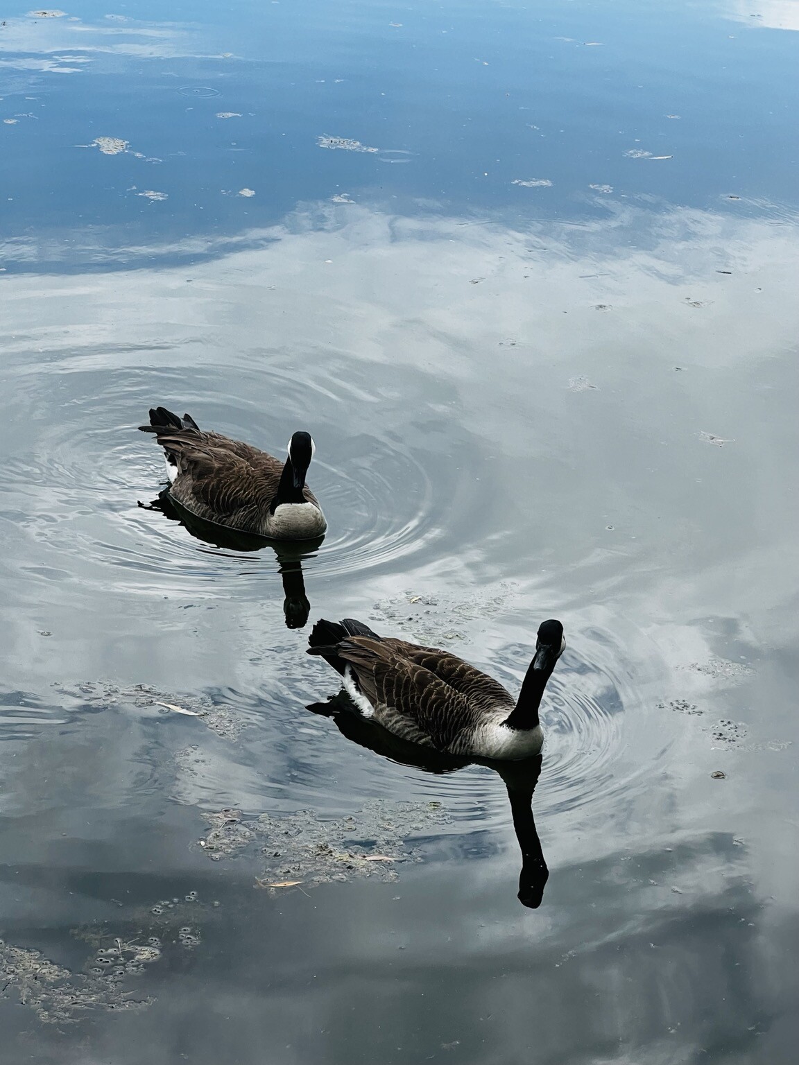 Zwei Gänse im Wasser