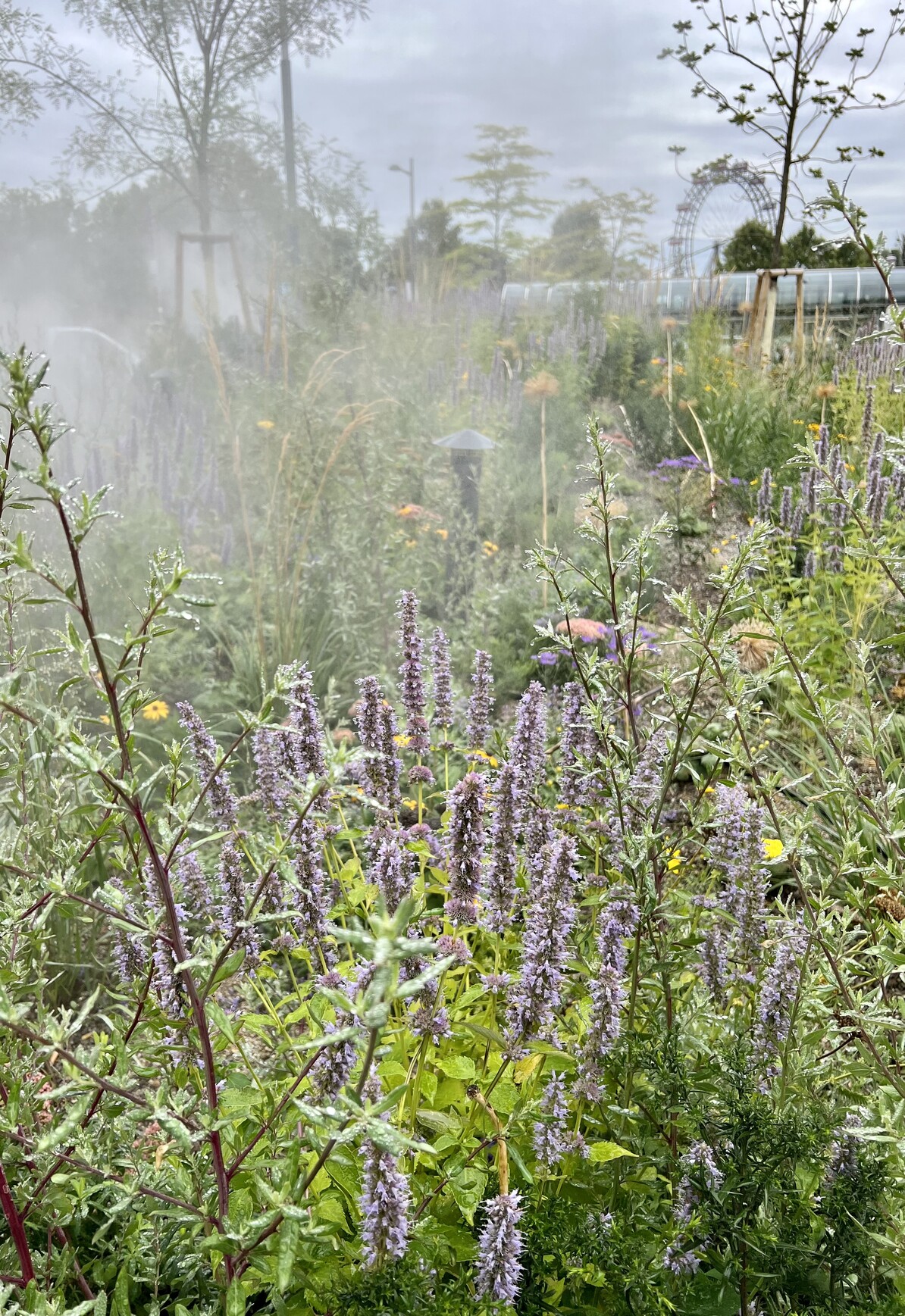 Vielfältige Wildwiese mit langstieligen Pflanzen mit vielen lila Blüten. Aus der Wiese steigt Dampf auf. Im Hintergrund ein Glasdach sowie das Wiener Riesenrad. 