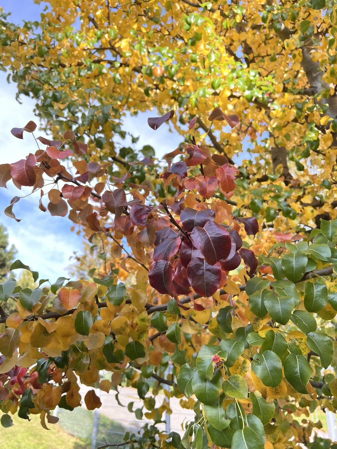 Farbige Blätter am Baum