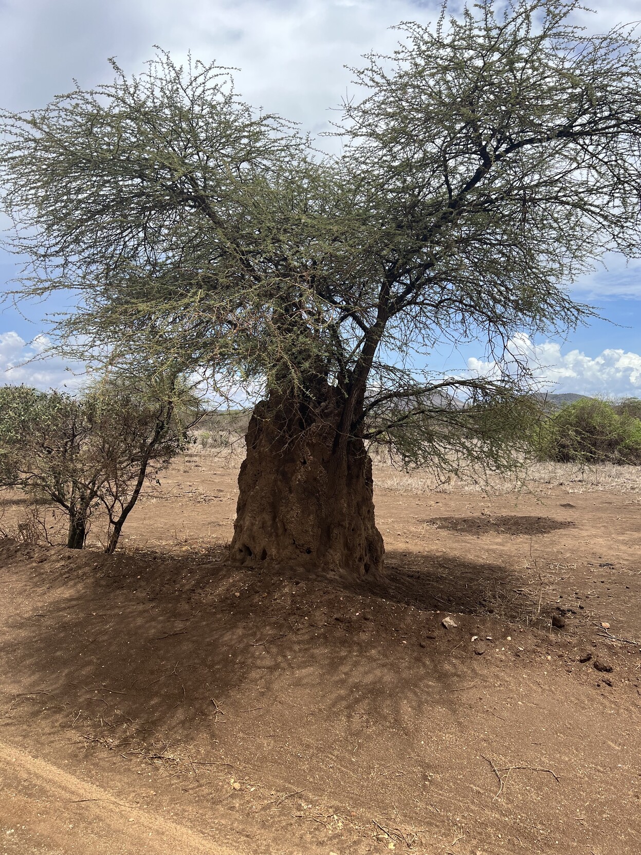 Baum in Savanne. Um den Stamm herum ist ein Termitenhügel errichtet. 