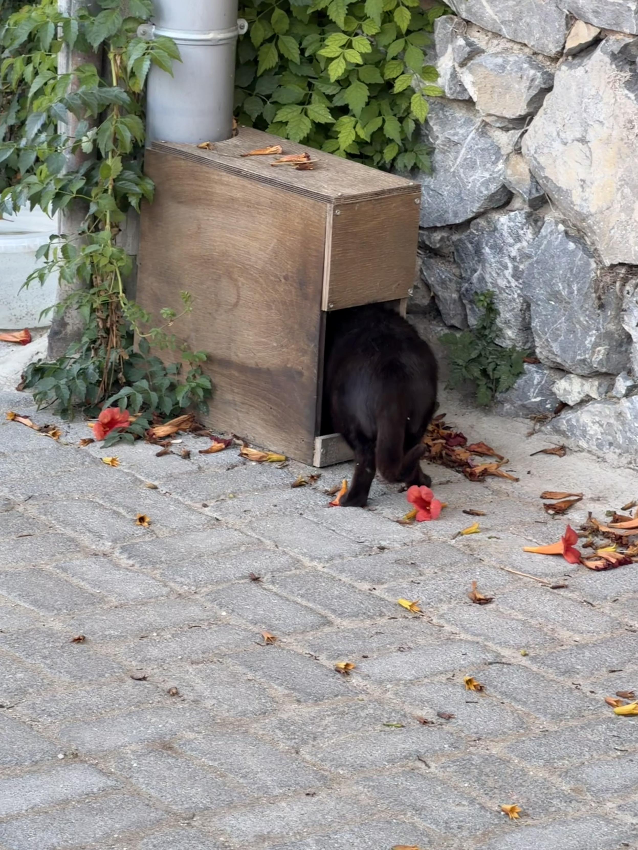 Kater betritt Unterschlupf unter einer kleinen Holzkiste, die an einem Rohr angebracht ist, umgeben von Blumen und Steinen.