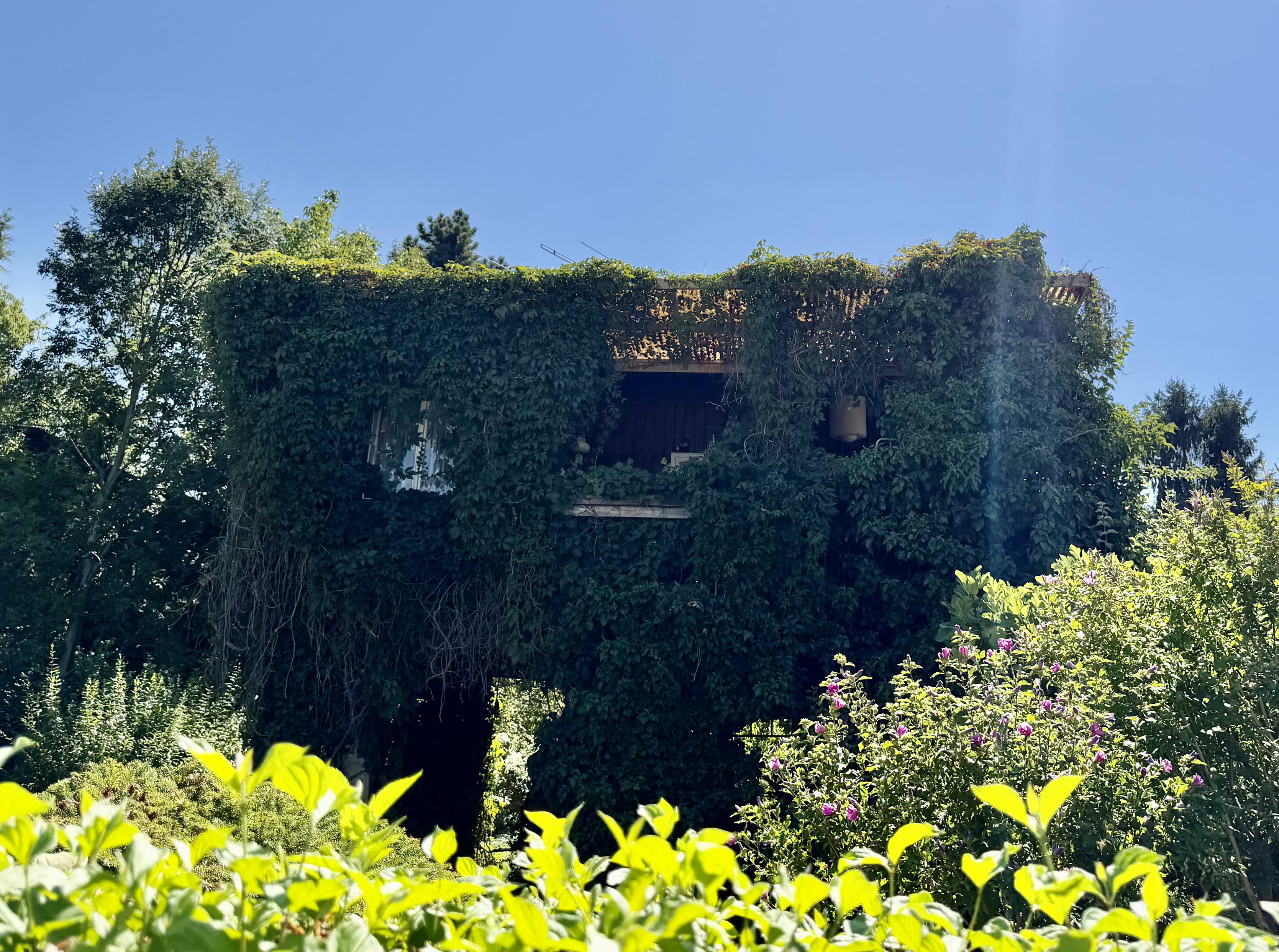 Ein Haus fast vollständig mit grünen Pflanzen bedeckt, umgeben von Büschen und Bäumen, bei strahlendem Sonnenschein.