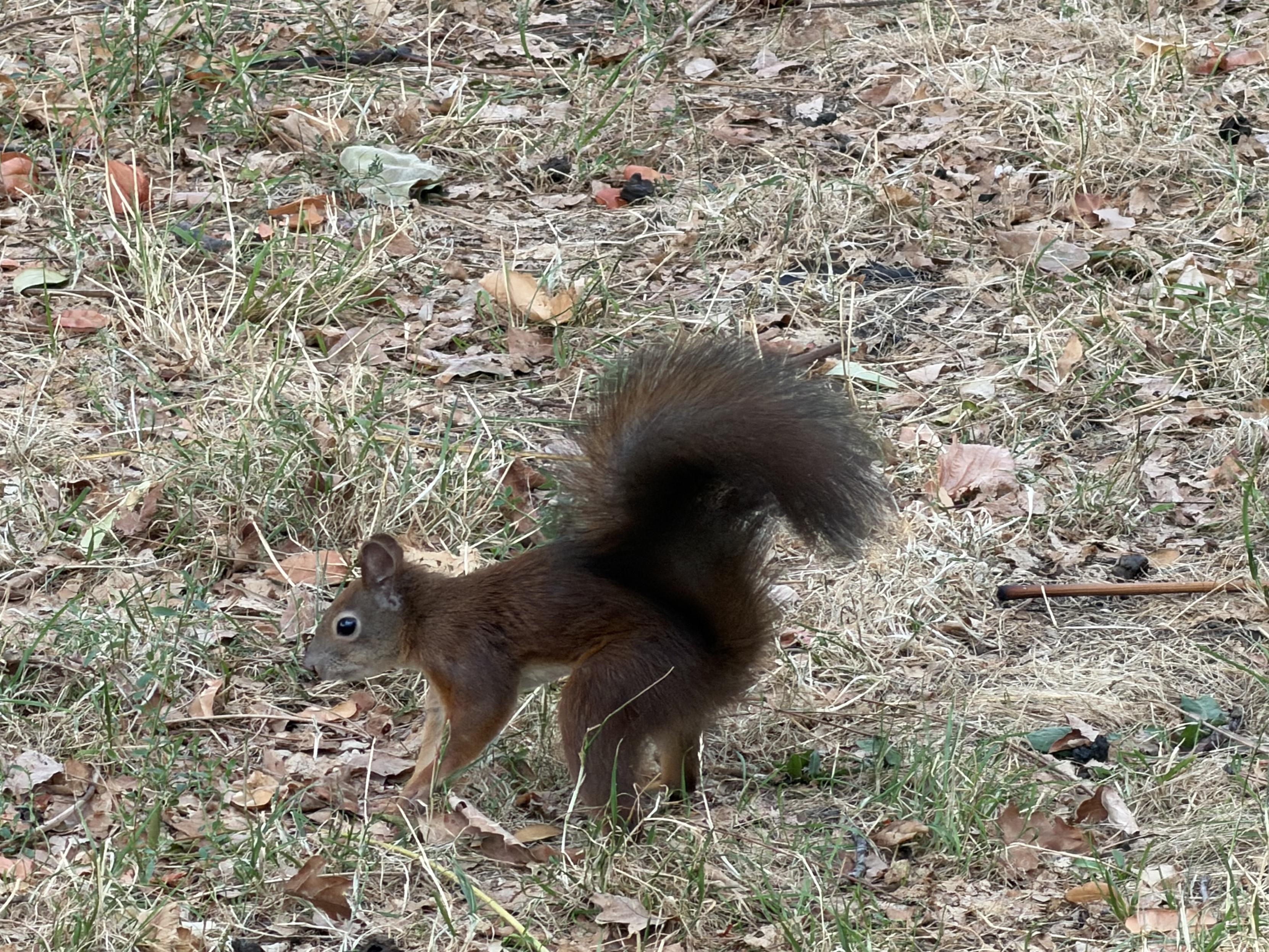 Ein braunes Eichhörnchen läuft durch trockenes Gras und Blätter.