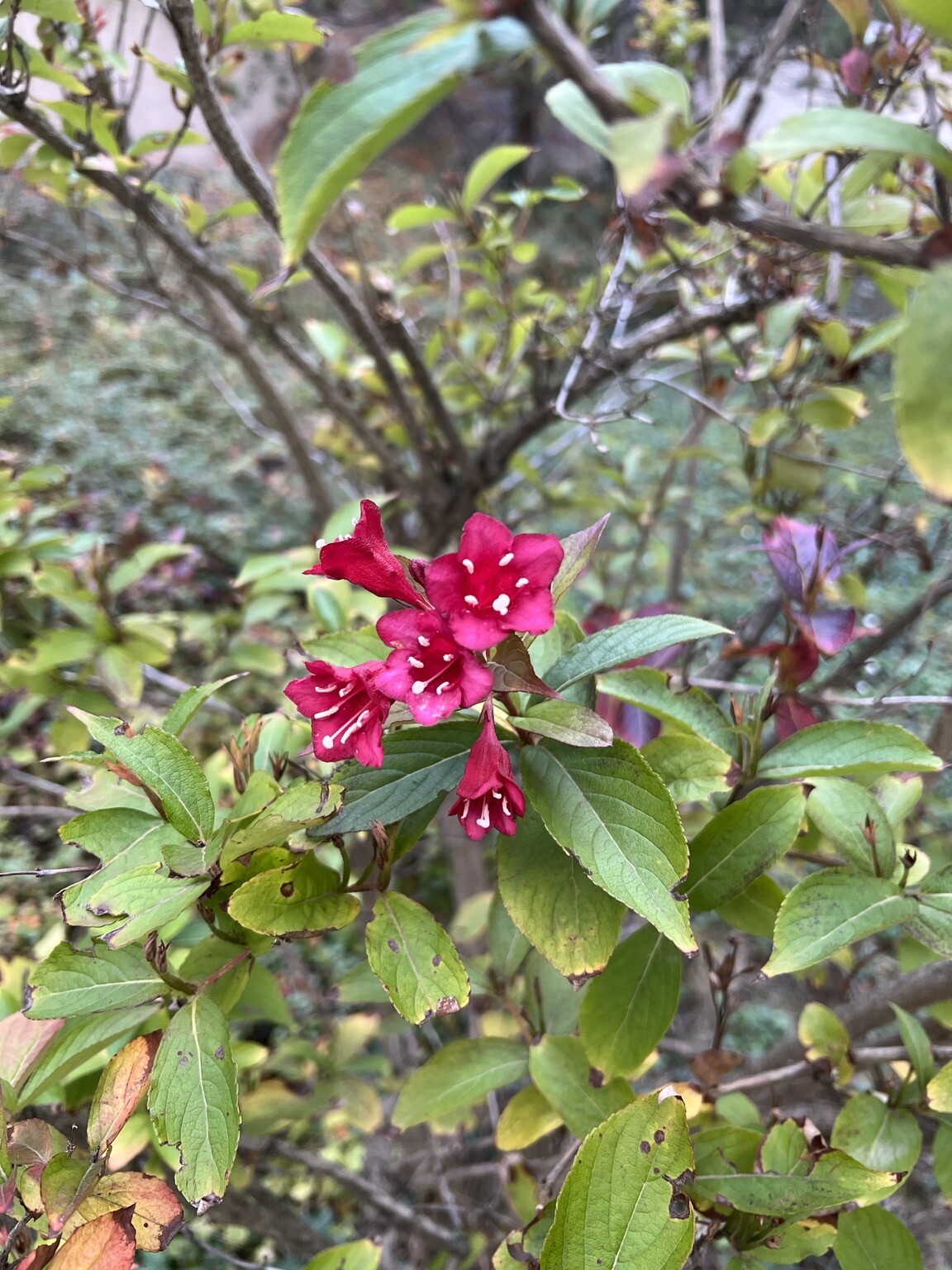 Strauch mit Blüten