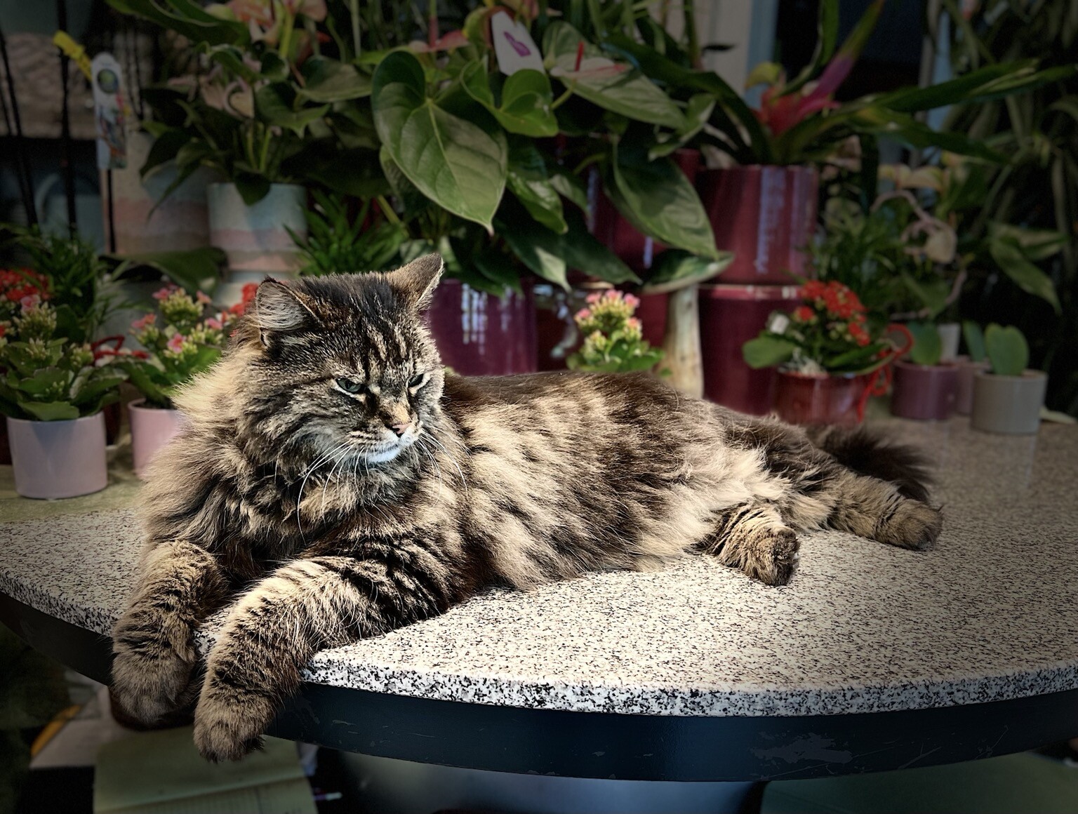 Auf Tisch liegende Katze. Dahinter unterschiedliche Blumentöpfe.