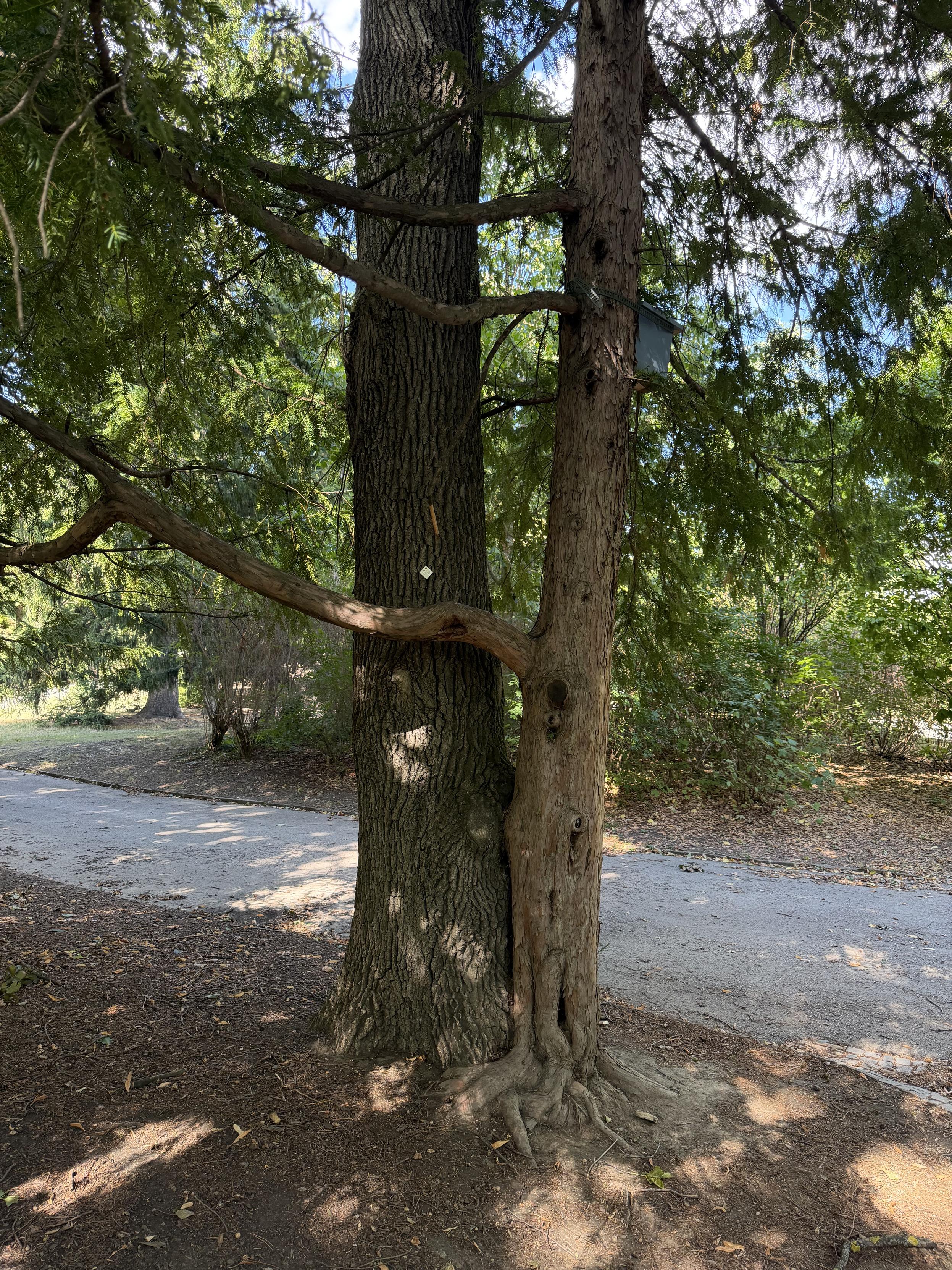 Zwei Bäume wachsen eng nebeneinander, ihre Äste und Wurzeln sind miteinander verbunden, in einem Park bei Tageslicht.