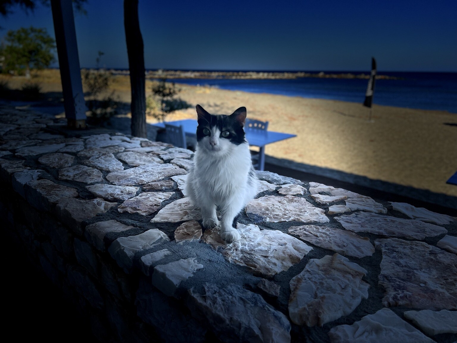 Sitzende Katze auf Steinmauer. Dahinter Strand und Meer.