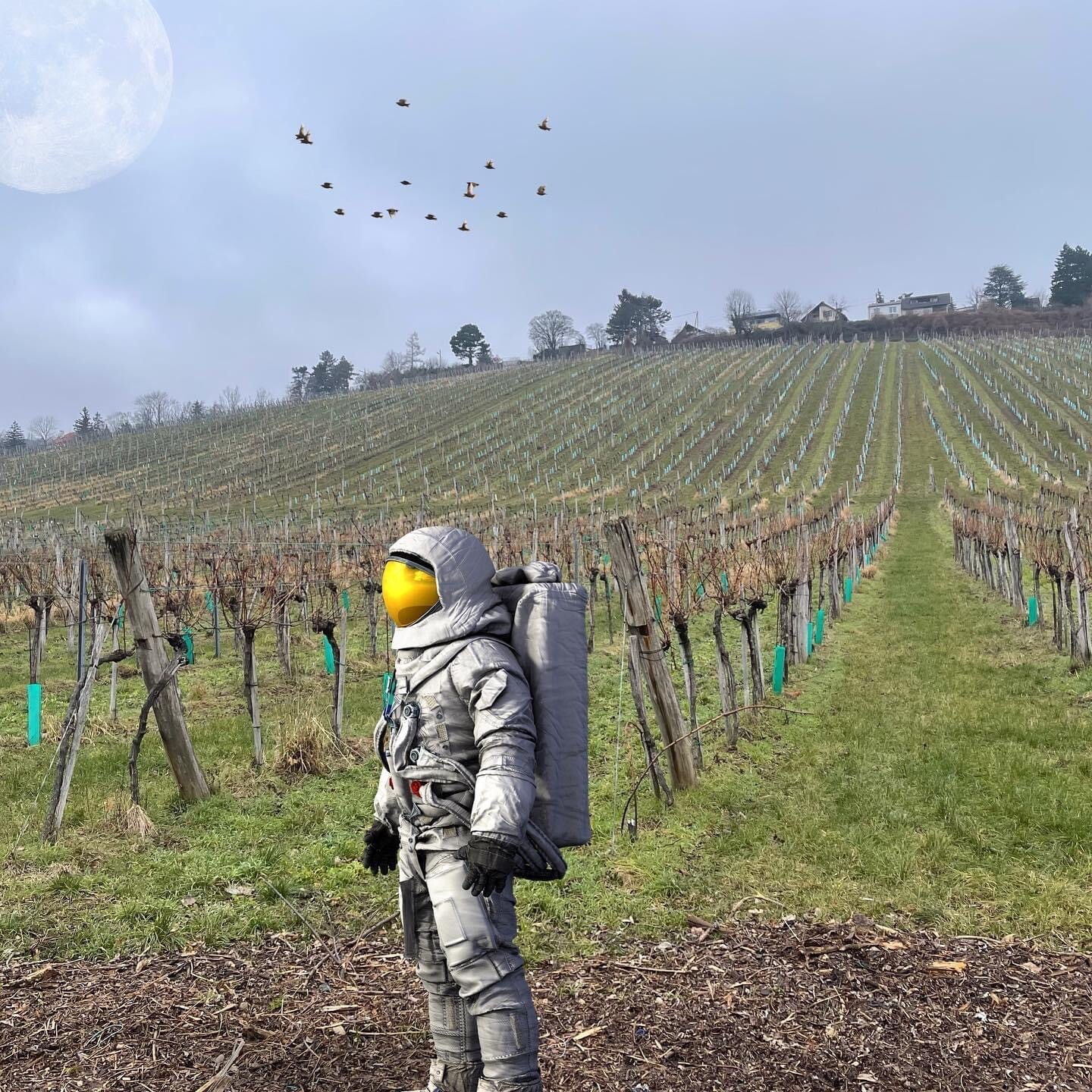 Astronaut in voller Montur steht vor einem Weinberg