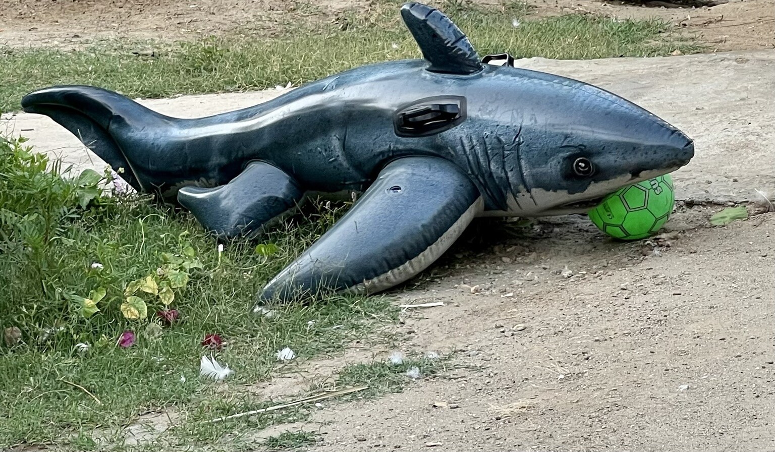 Aufblashai mit Fußball im Maul auf Wiese